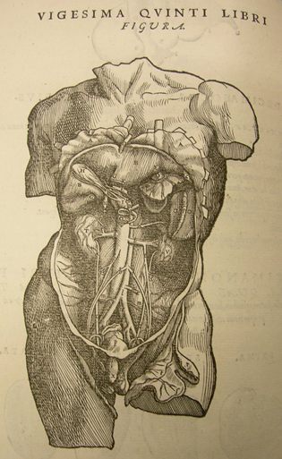 Anatomie10